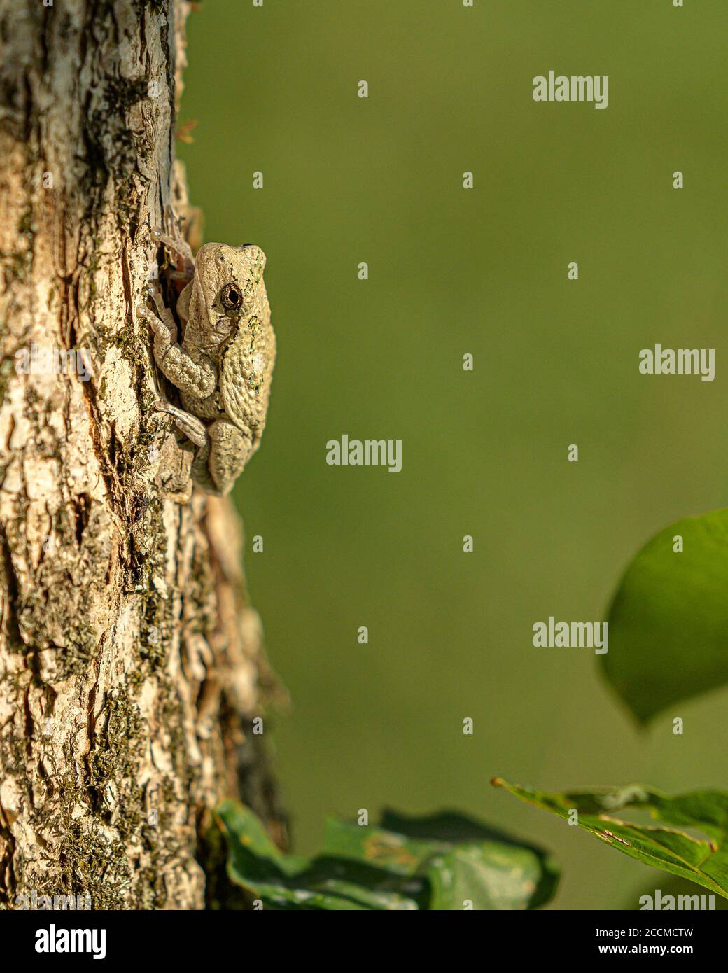 Rana americana Foto Stock