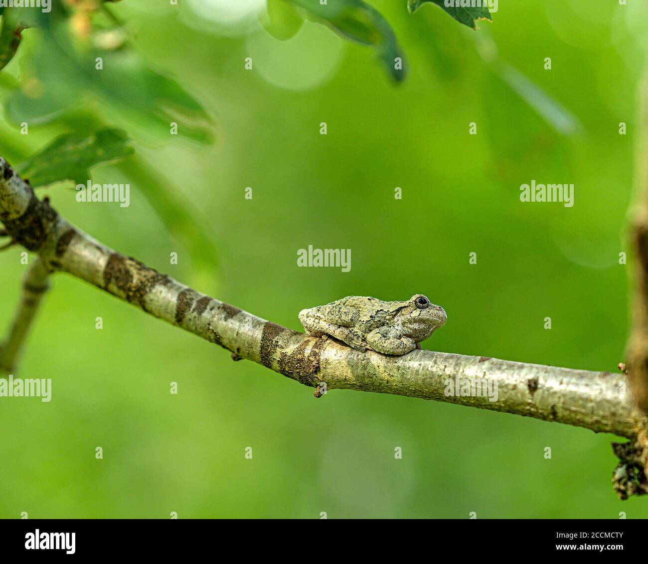 Rana americana Foto Stock