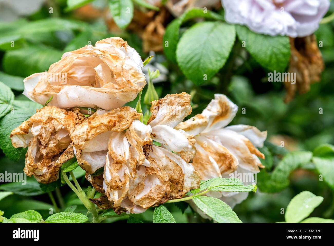 Una rosa bianca e selvaggia morente. Il fiore è marrone e decaduto. Foto Stock