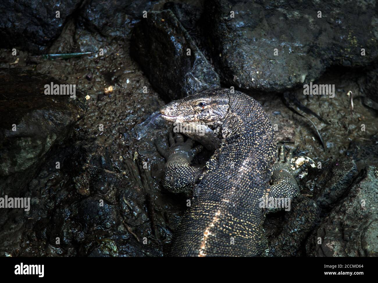 chiudi la lucertola di comodo sullo stagno scuro per predatore sopravvivi Foto Stock