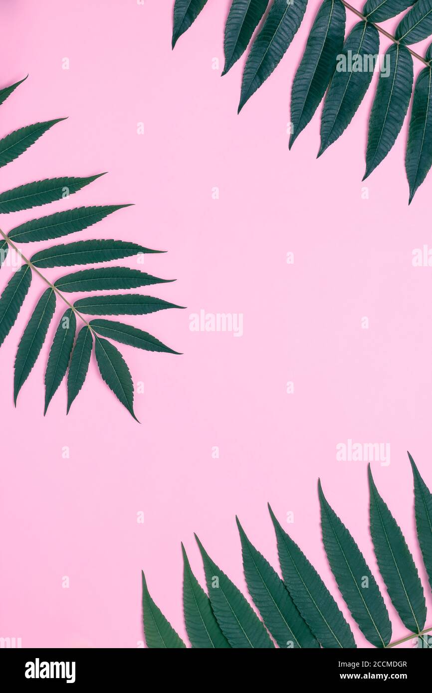 Sfondo di carta rosa con palma e foglie, cornice con ramoscello verde, carta da parati tropicale, mockup estivo. Composizione di posa piatta. Design minimalista, lea Foto Stock
