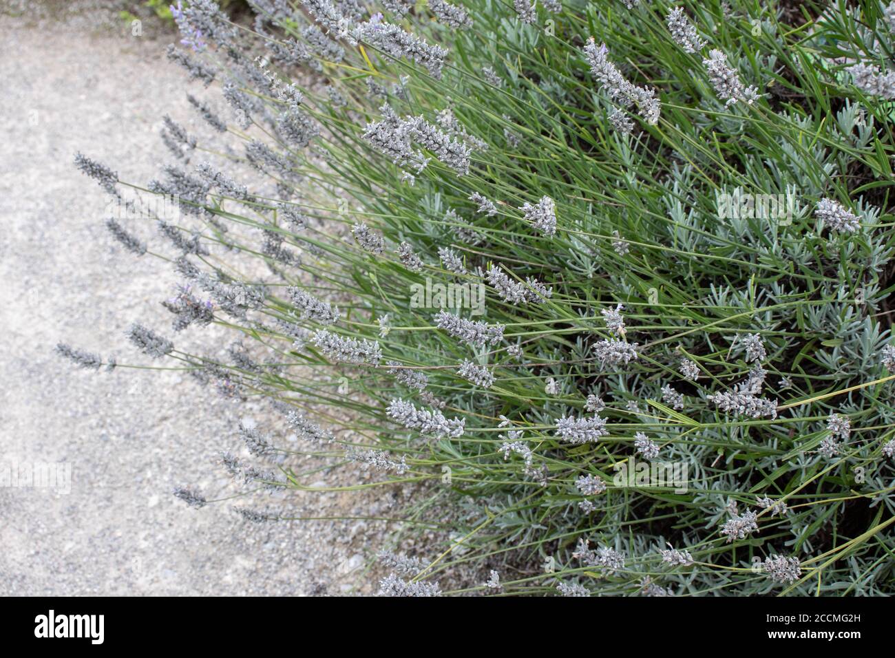 Lavandula angustifolia pianta con semi secchi. Inglese o lavanda vera. Foto Stock
