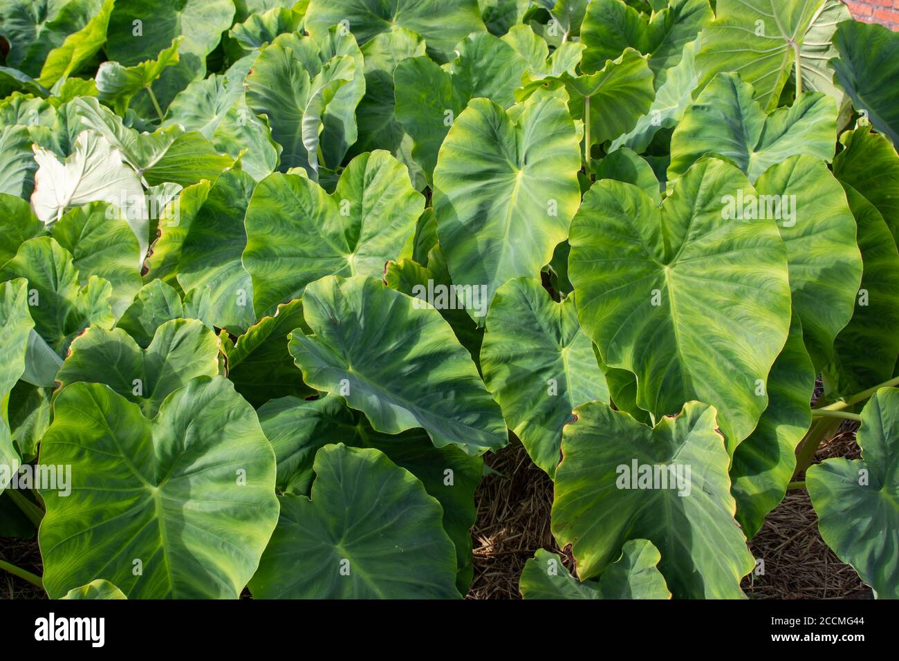 Piante di Taro o kalo nell'orto. Colocasia esculenta foglie. Foto Stock