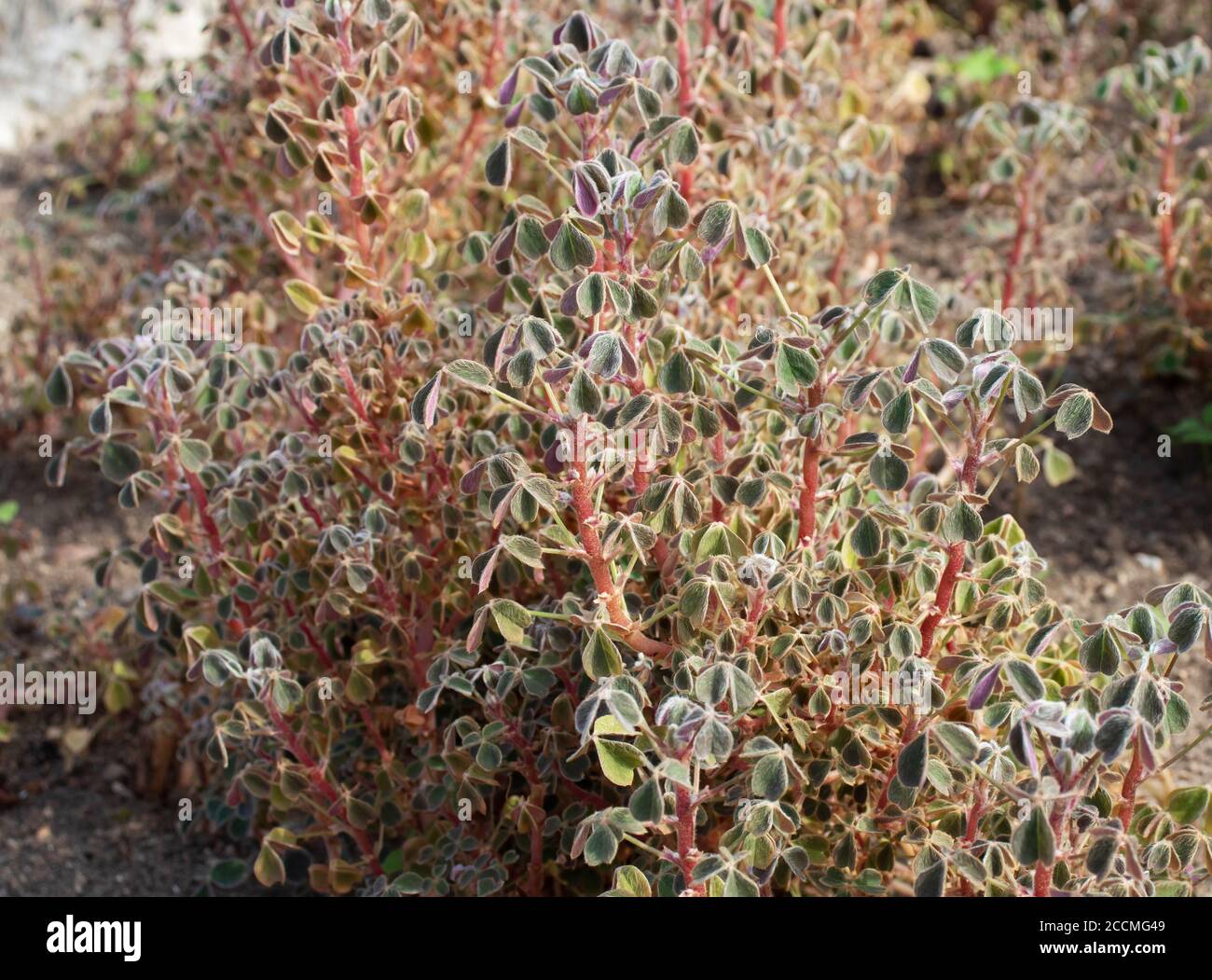 Pianta vegetale di radice di Oca. Oxalis tuberosa. Foto Stock
