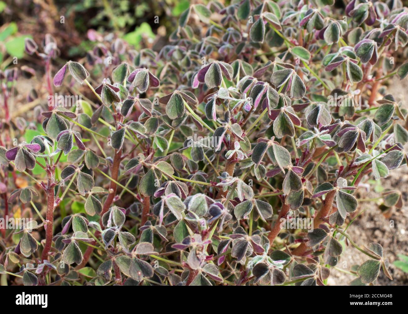 Pianta vegetale di radice di Oca. Oxalis tuberosa. Foto Stock