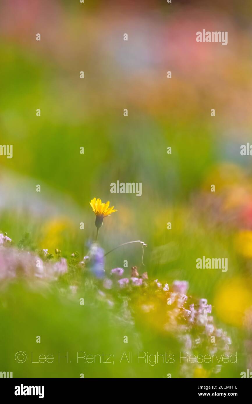 Prato di fiori selvatici lungo il prato di Snowgrass nella natura selvaggia di Goat Rocks, Gifford Pinchot National Forest, Washington state, USA Foto Stock