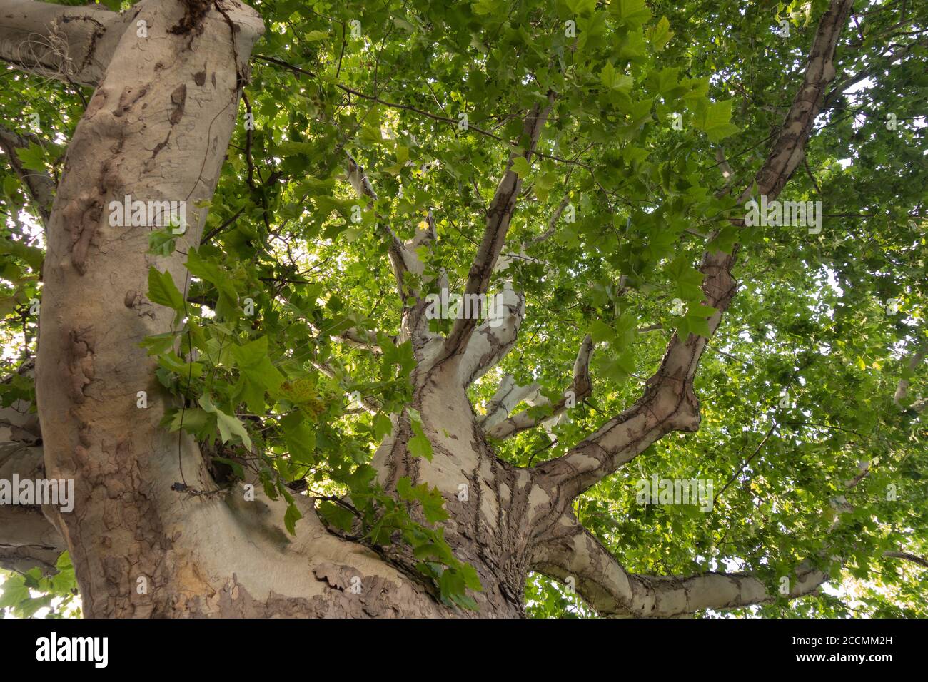 Sycamore. Corona di un albero secolare sul viale della città, vista dal basso. Foto Stock