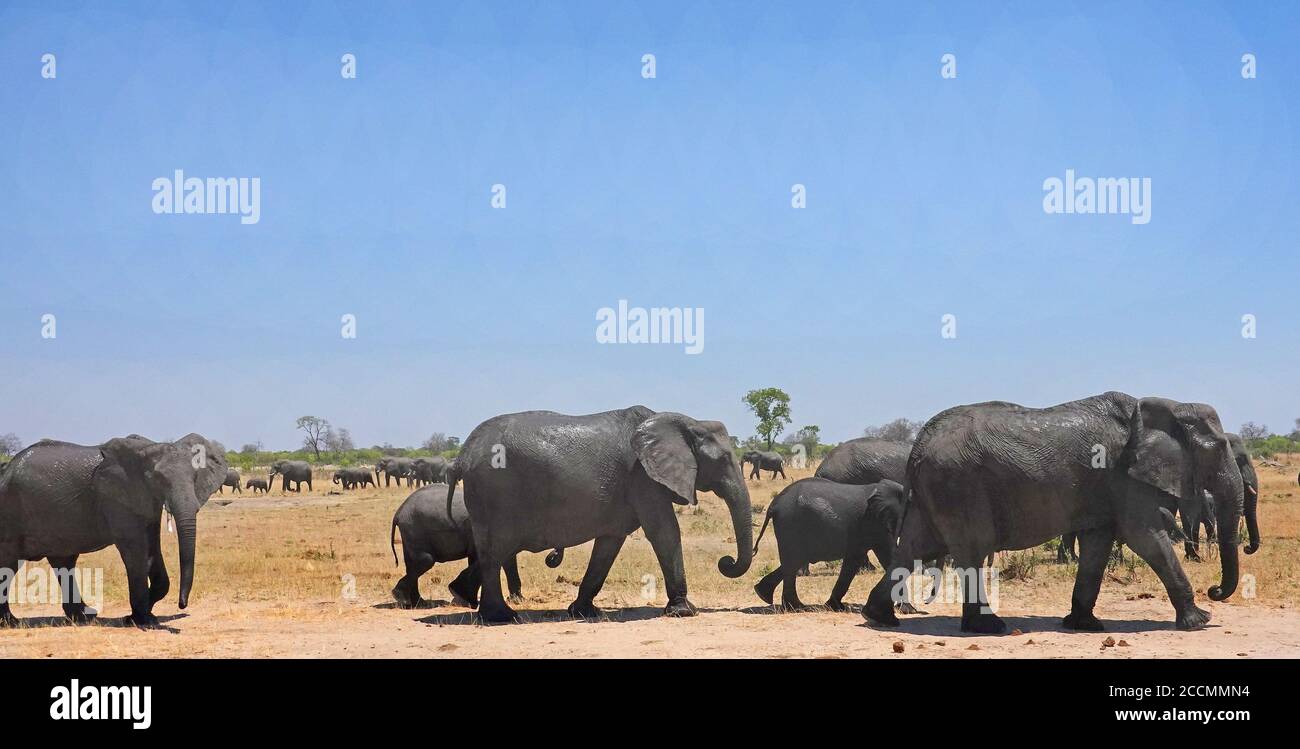 Grande mandria di elefanti che attraversa la savana africana secca con un cielo blu chiaro, Hwange National Park, Zimbabwe Foto Stock