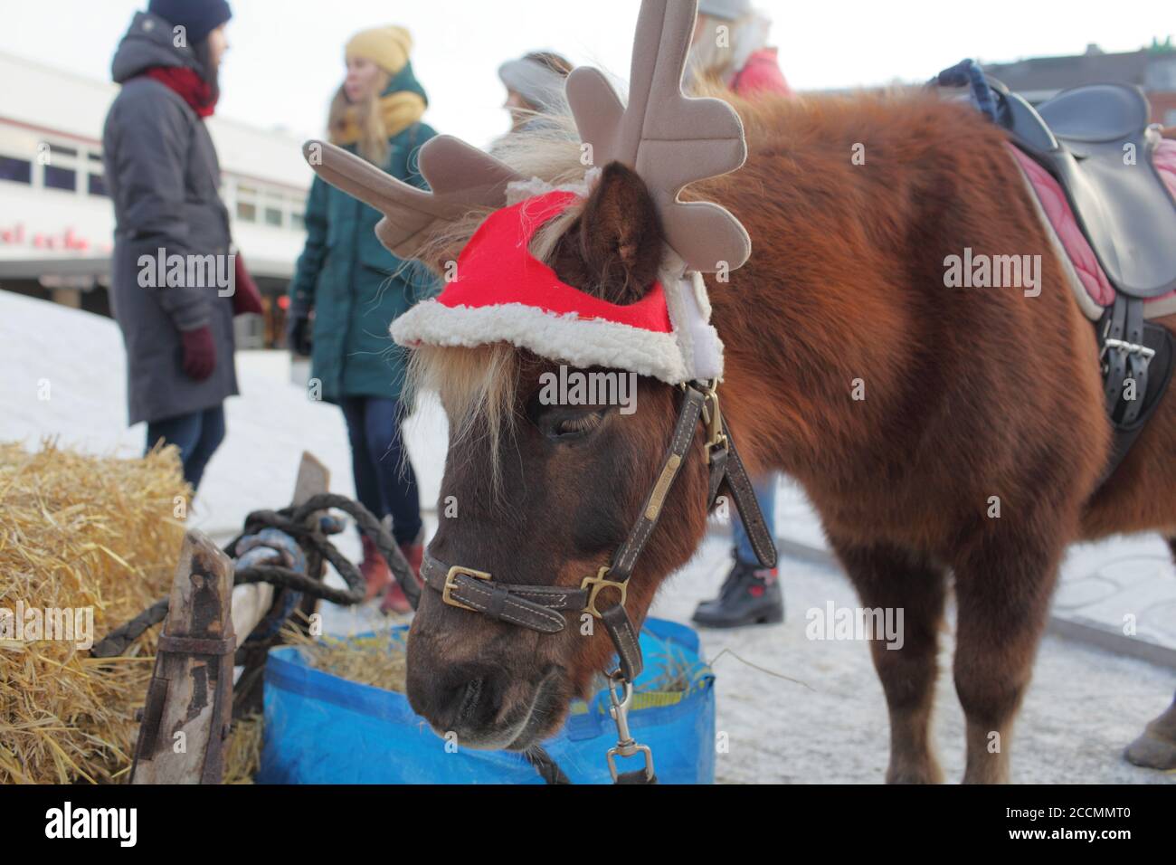 Pony vestito in antlers renna cappello mangia fieno sul mercato di Natale al museo Amos Rex a Helsinki, Finlandia Foto Stock