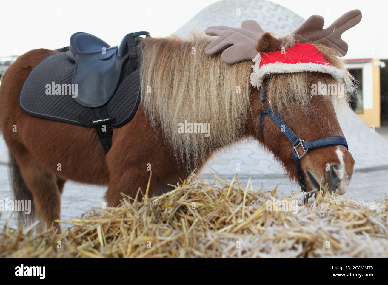 Pony vestito in antlers renna cappello mangia fieno sul mercato di Natale al museo Amos Rex a Helsinki, Finlandia Foto Stock