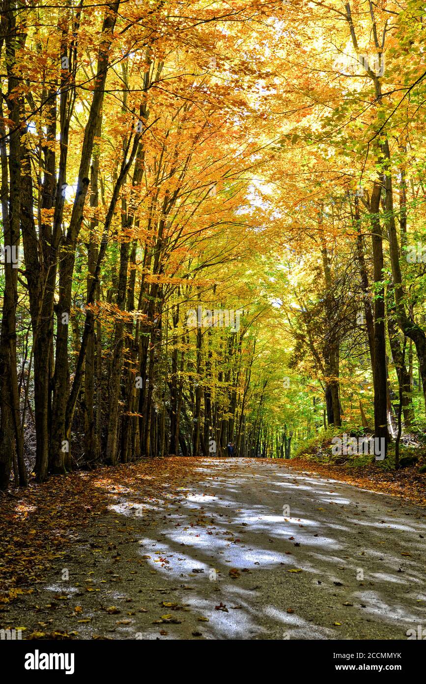 Strada di campagna con alberi su entrambi i lati Foto Stock Strada di campagna con alberi su entrambi i lati Foto Stock