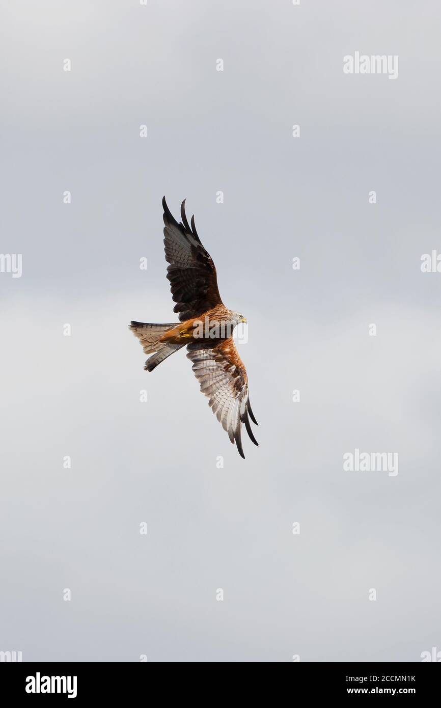 Un uccello Red Kite Milvus milvus bancario overhead e mostrando la coda profondamente biforcuta e il piumaggio marrone rossastro Foto Stock