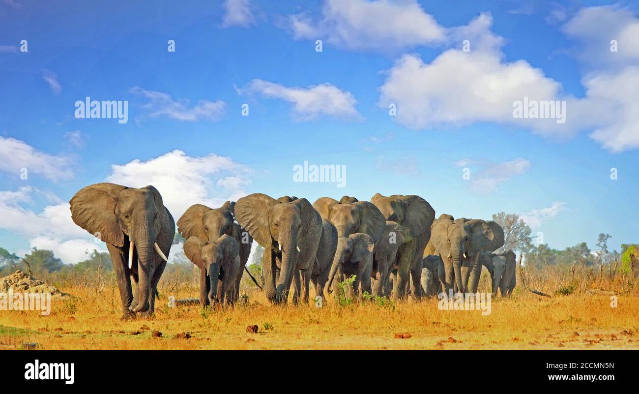 Latte mandria di elefanti che camminano attraverso la macchia africana con un bel cielo di paesaggio nuvoloso, Hwange National Park, Zimbabwe Foto Stock