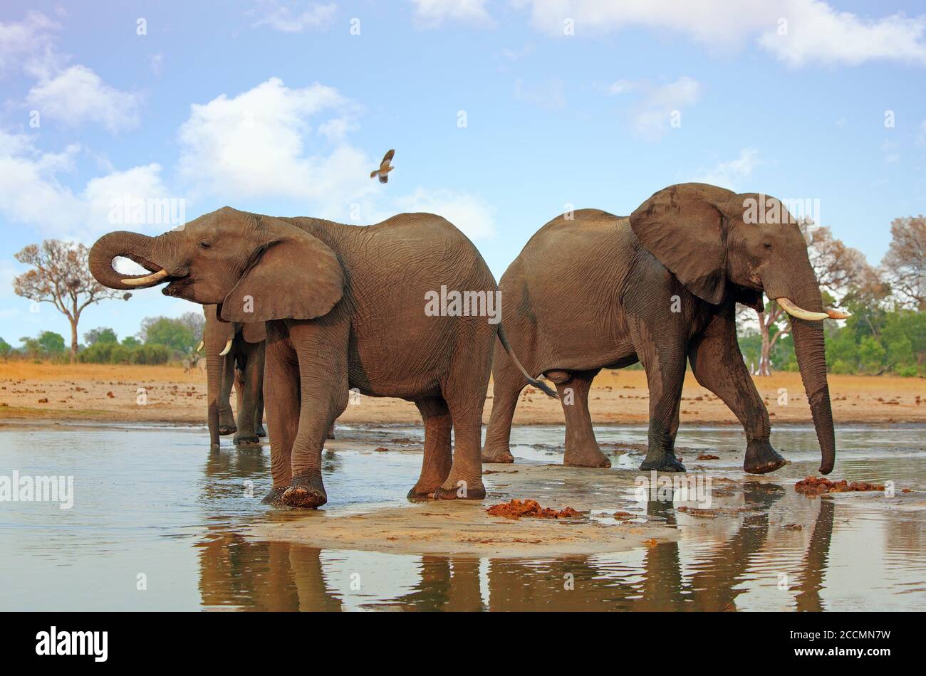 Elefanti che si levano in piedi indietro ad una buca d'acqua con un Volo di uccello in testa nel Parco Nazionale di Chobe Botswana Foto Stock