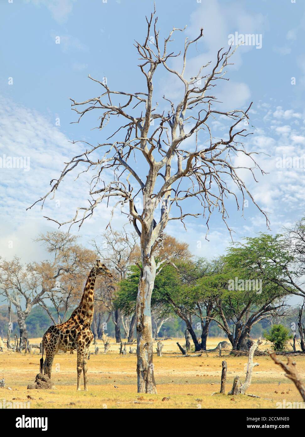 Giraffe comune (Giraffa Camelopardalis) in piedi accanto ad un albero di legno morto nudo sulle pianure africane nel Parco Nazionale di Hwange, Zimbabwe Foto Stock