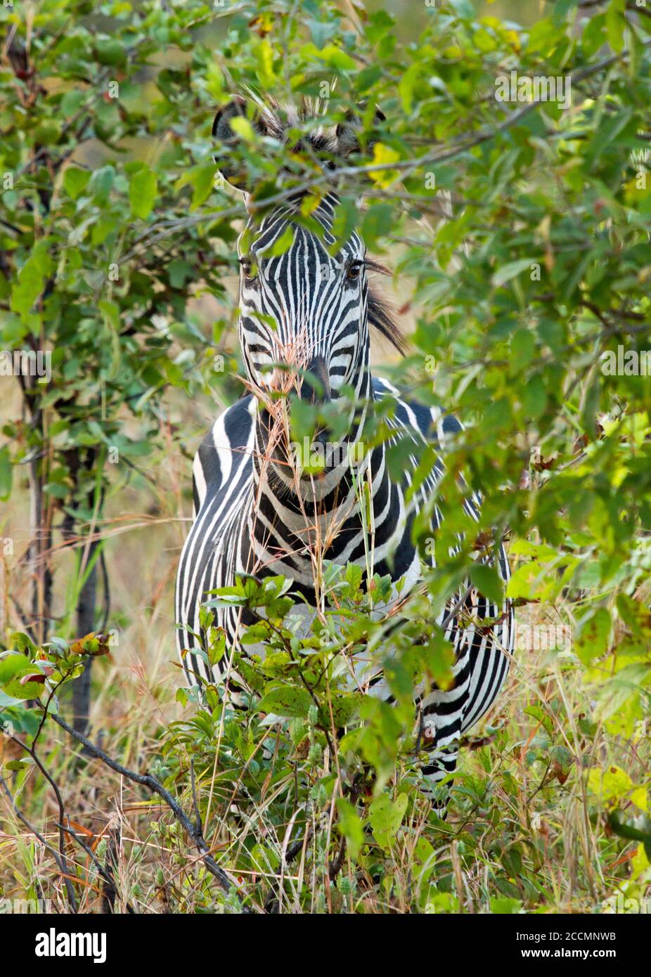 Una sola zebra cerca di nascondersi dietro un cespuglio, ma è insuccessente. Parco nazionale di Hwange, Zimbabwe, Africa meridionale Foto Stock