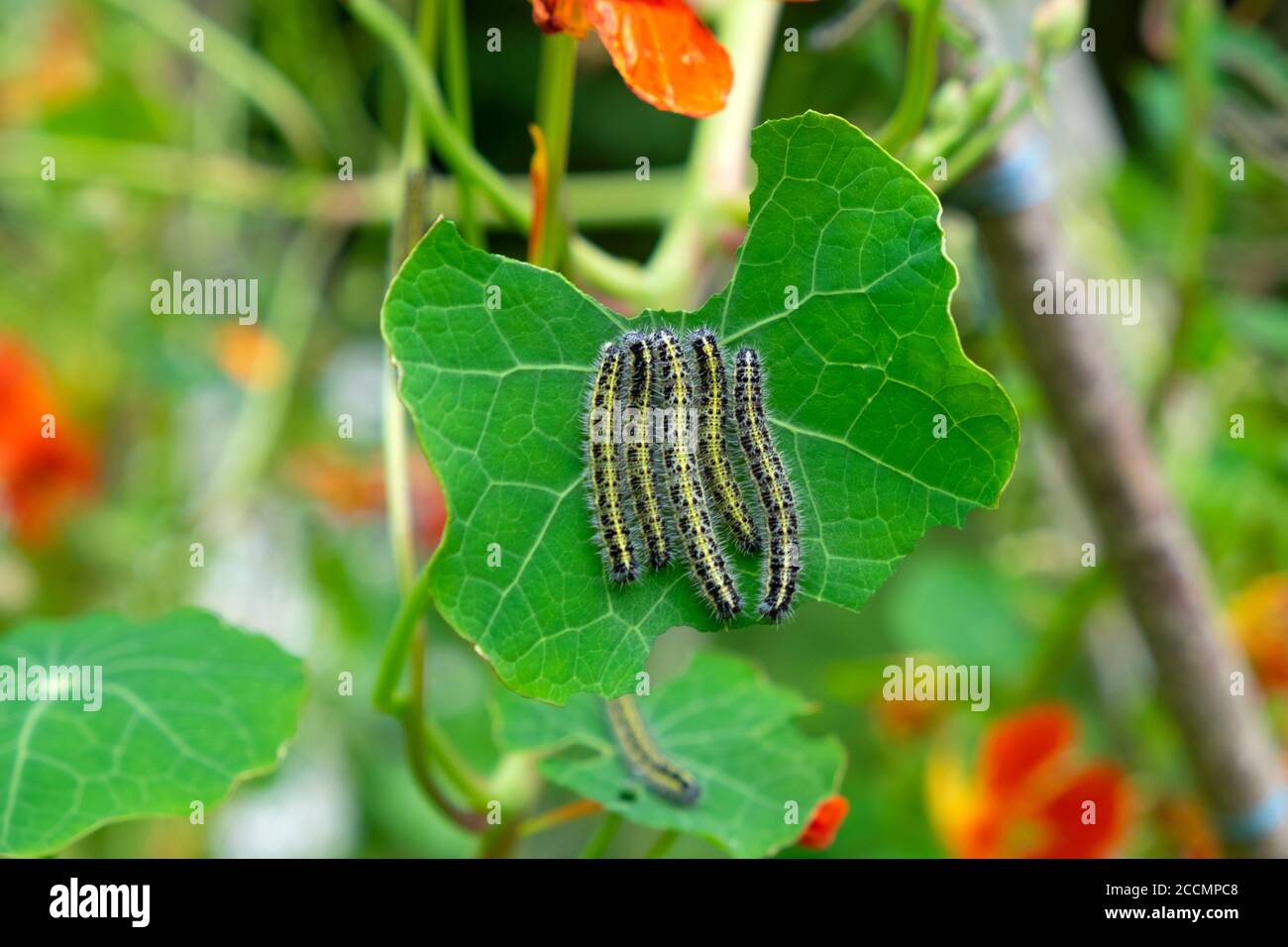 Caterpillars mangiare scalando foglie di nasturzio in un piccolo giardino di campagna Nel mese di agosto Carmarthenshire Galles occidentale KATHY DEWITT Foto Stock