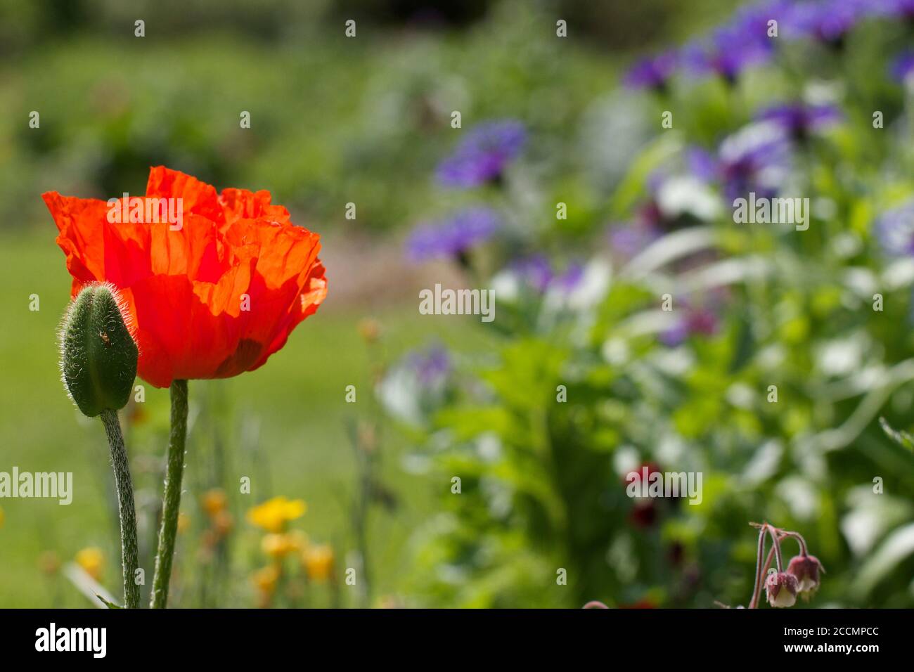 Rosso Poppy brillante testa in pieno fiore contro un naturale giardino di fondo Foto Stock