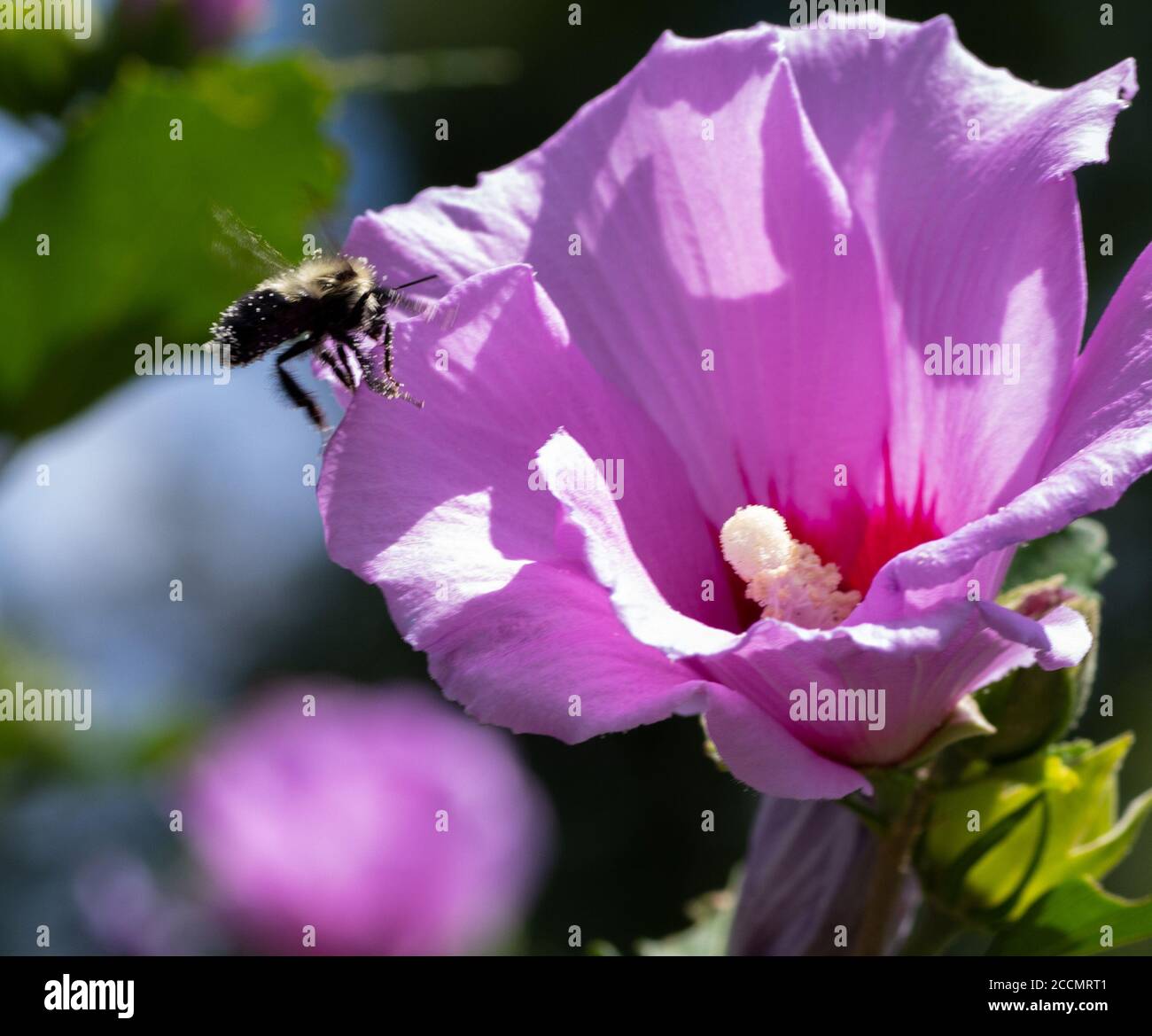 Volate le teste verso lo stigma di una Rosa di Sharon fiore per raccogliere polline e nettare. Foto Stock