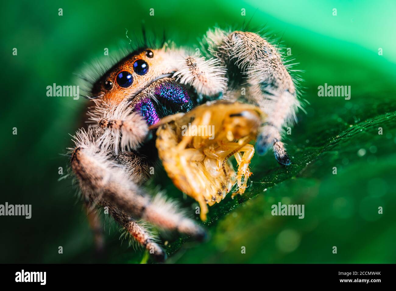 Un ragno che salta (Phidippus regius) che mangia il suo scarafaggio preda su una foglia verde. Macro, occhi grandi, dettagli nitidi. Bellissimi occhi grandi e grandi fangs. Foto Stock