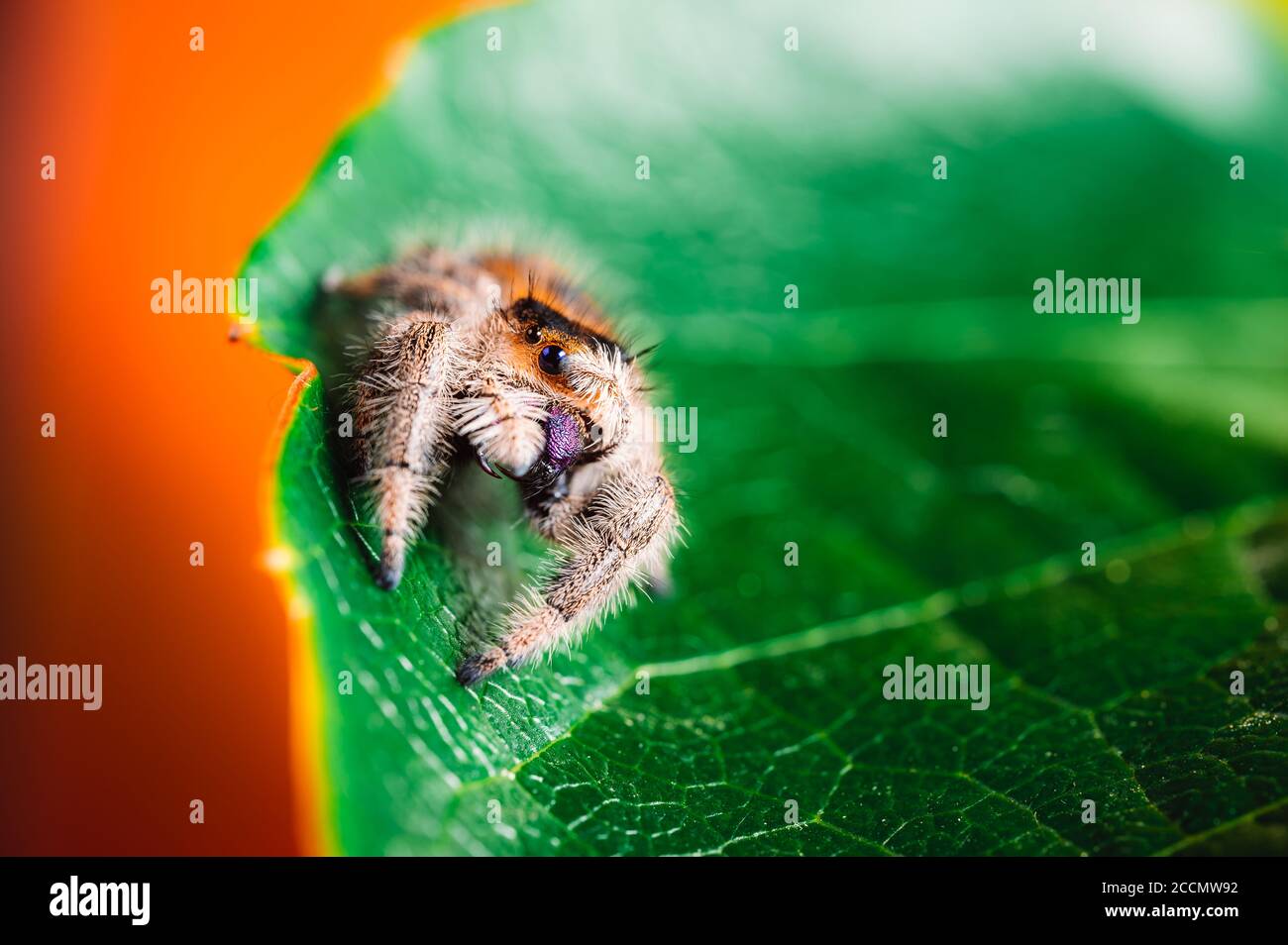 Femmina che salta ragno (Phidippus regius) strisciando su una foglia verde e coprendo il suo occhio. Macro, occhi grandi, dettagli nitidi. Bellissimi occhi grandi e grande fan Foto Stock