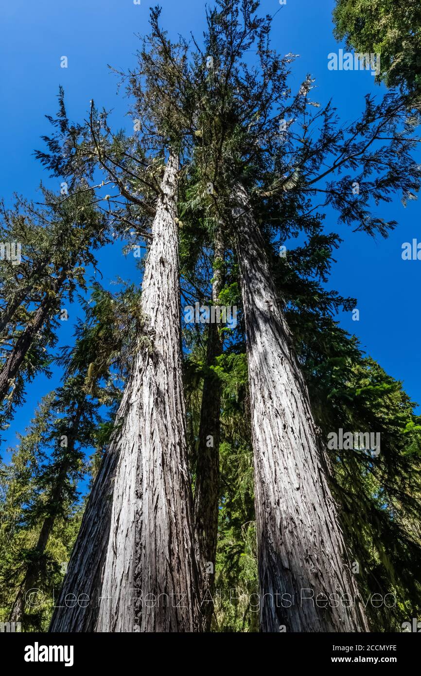 Nootka Cypress, Cupressus nootkatensis, lungo il sentiero Snowgrass Trail nella natura selvaggia Goat Rocks, Gifford Pinchot National Forest, Washington state, USA Foto Stock