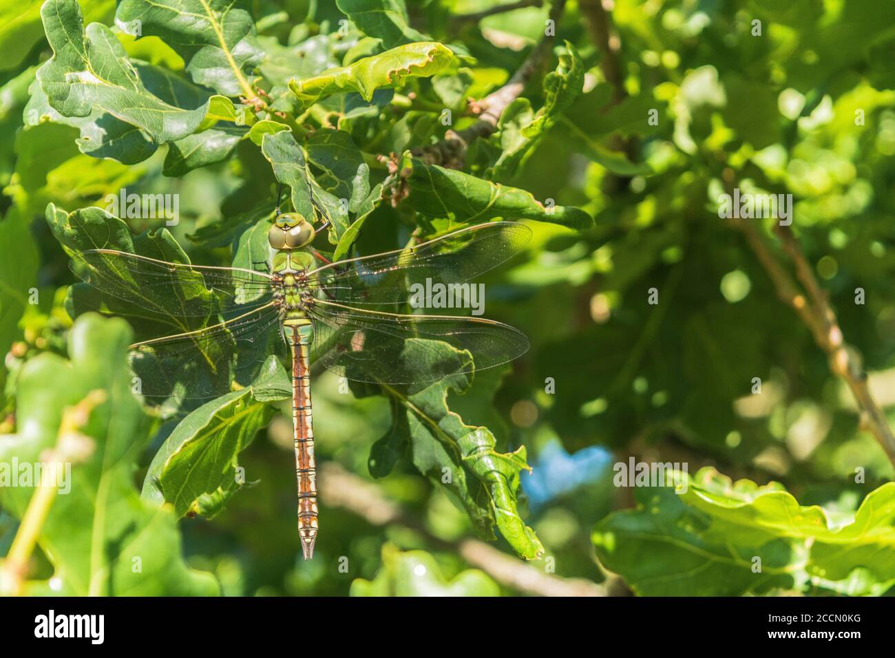 Primo piano di un imperatore maschile Dragonfly (Anax imperator) Foto Stock