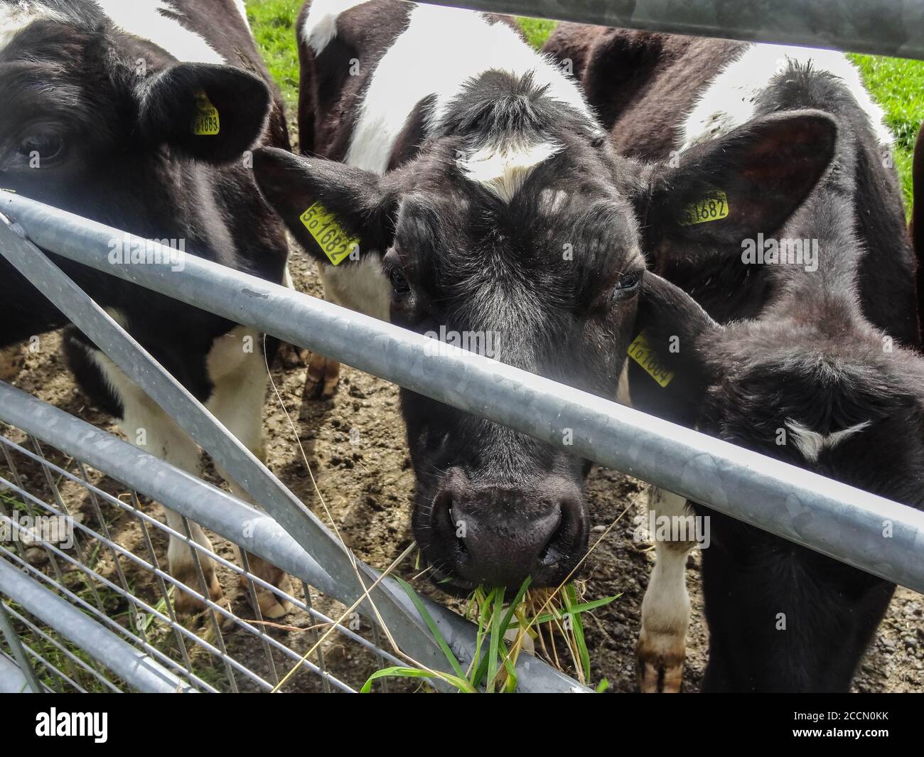 Closeup di tre vacche Holstein nere e bianche in piedi un campo in corrispondenza di un cancello metallico Foto Stock