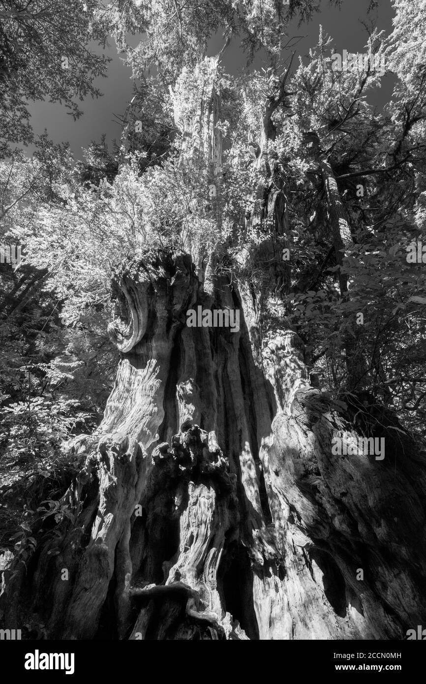 Big Cedar Tree si erge alto vicino a Kalaloch, nella Olympic National Parcheggio Foto Stock