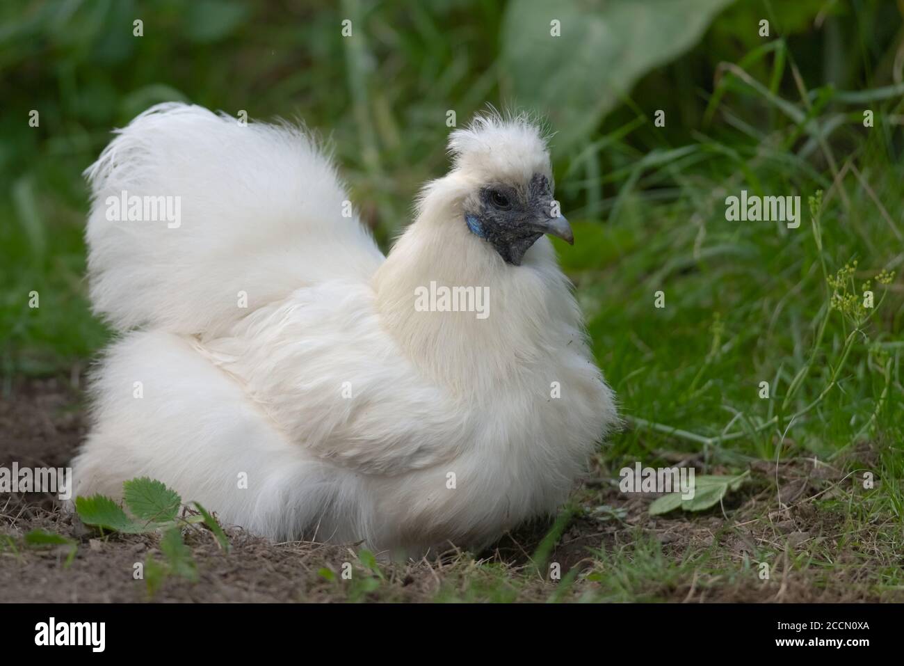 2 - È stato fatto UN bagno di polvere ed è usato da questo pollo di seta di bantam dell'animale domestico in un giardino. Foto Stock