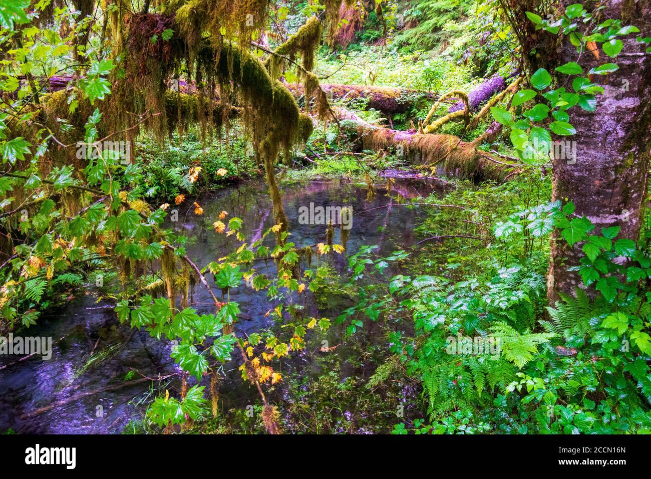 Stream attraversa la Foresta pluviale di Hoh, nell'Olympic National Parcheggio Foto Stock