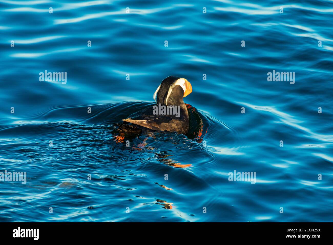 Puffin tufted a Rosario Strait, Washington, Stati Uniti Foto Stock