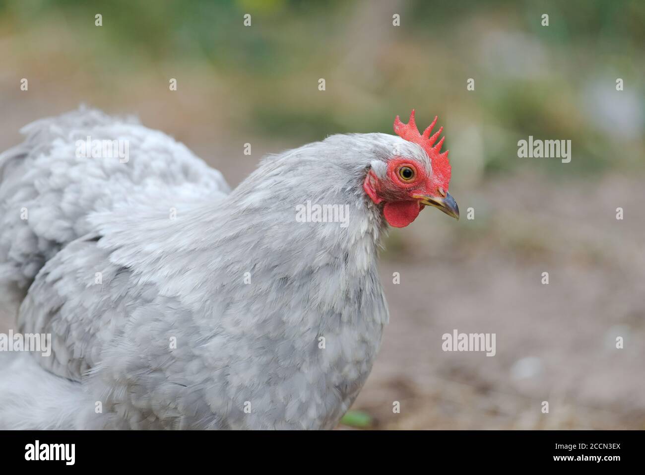 Piume di colore grigio chiaro texture questo animale domestico pekin bantam piccola razza di pollo, come sembra a destra. Pettine rosso molto dettagliato e battito. Foto Stock