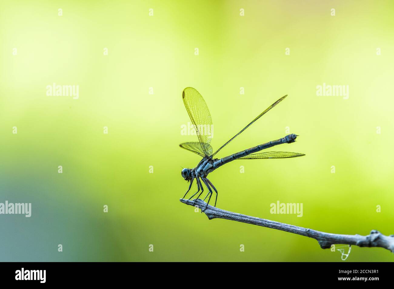 Un primo piano, di fianco a una libellula blu, tra le incursioni di caccia, che riposa su un ramoscello con uno sfondo verde fuori fuoco a Cairns, Australia. Foto Stock