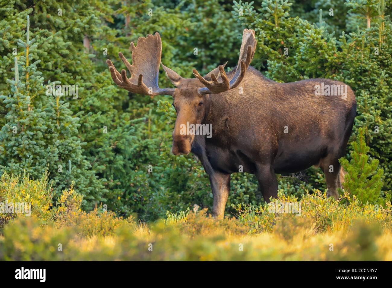 Bruno alce alce in un ambiente di foresta verde con grandi antlers a fine estate Foto Stock