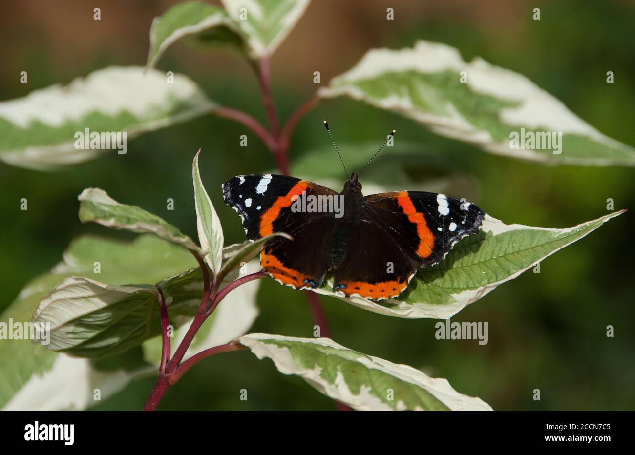 Farfalla rossa ammiraglio che si asciuga dopo la pioggia su cornus variegato Foto Stock