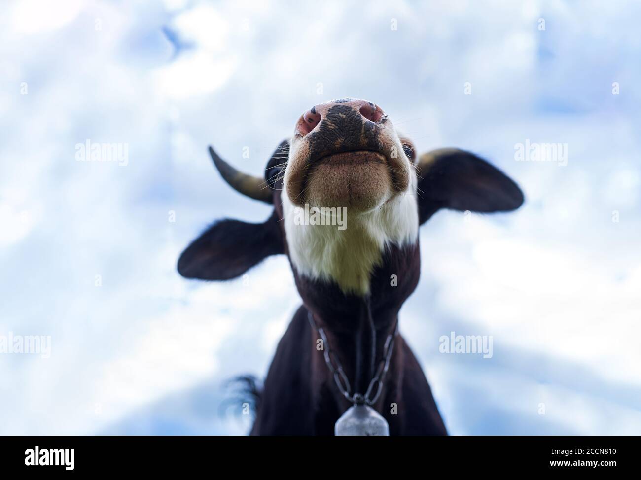 Mucca divertente su un cielo che guarda ad una macchina fotografica. Divertimento mucche testa pascolo al campo. Curiosa mucca da latte Foto Stock