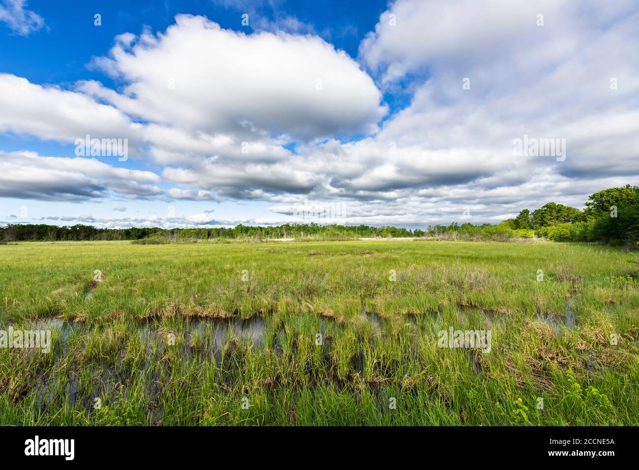 Cumulus Nubi, Phantom Lake. Crex Meadows WMA, WI, USA, inizio estate, di Dominique Braud/Dembinsky Photo Assoc Foto Stock