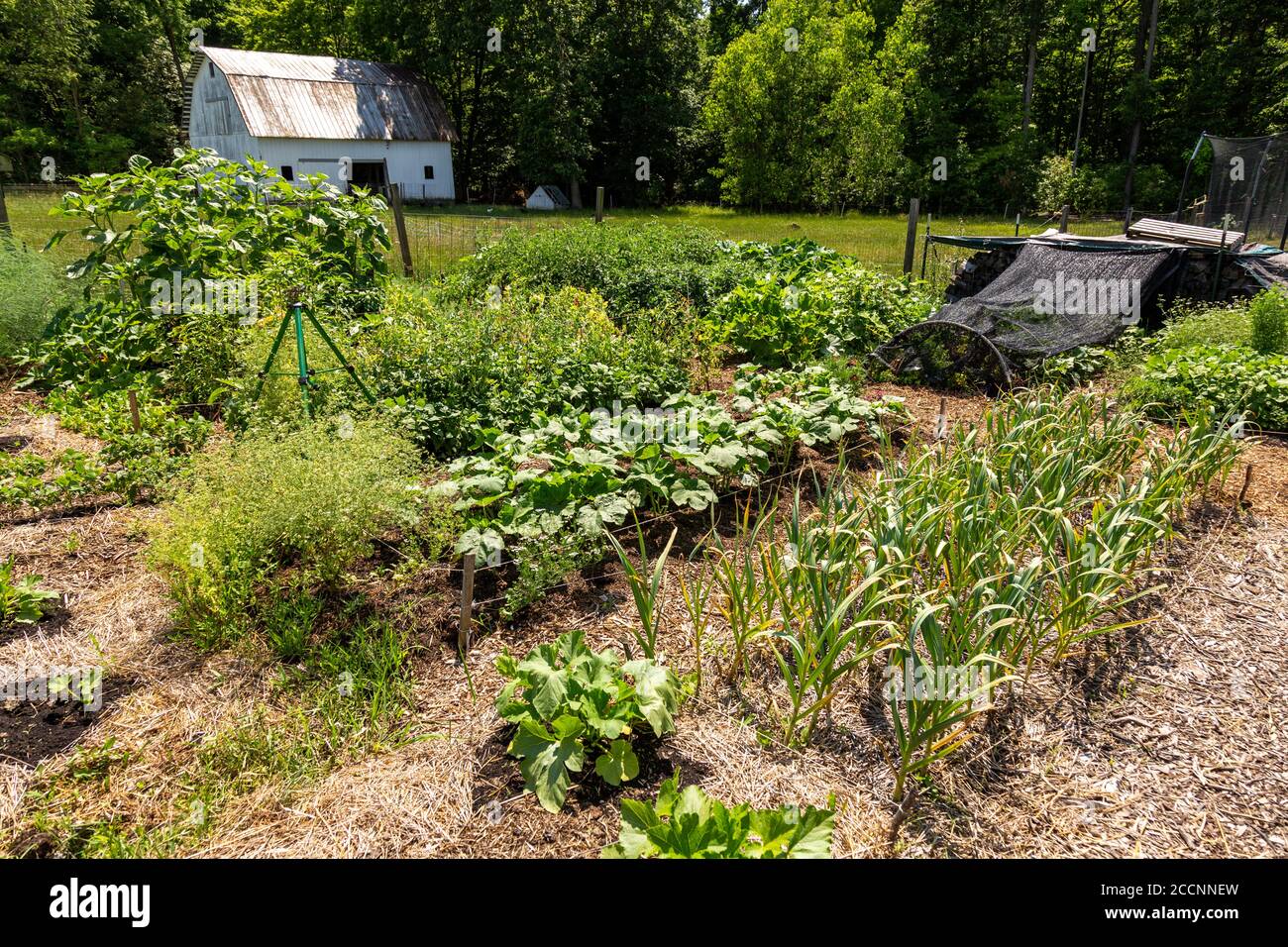 Le verdure crescono nel giardino di una fattoria biologica della contea di DeKalb vicino Spencerville, Indiana, Stati Uniti. Foto Stock