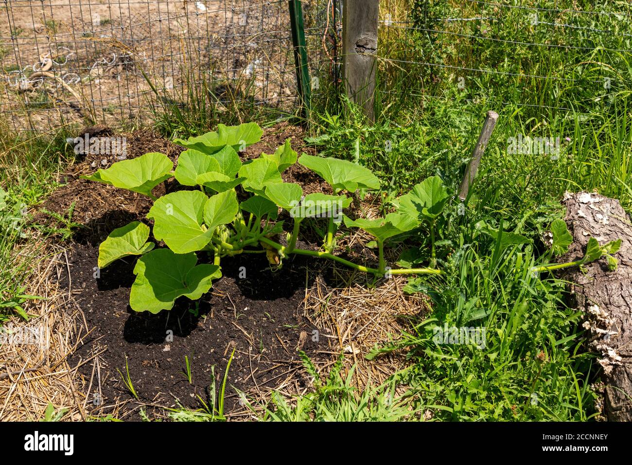Una pianta di zucca cresce nel giardino di una fattoria biologica della contea di DeKalb vicino Spencerville, Indiana, USA. Foto Stock