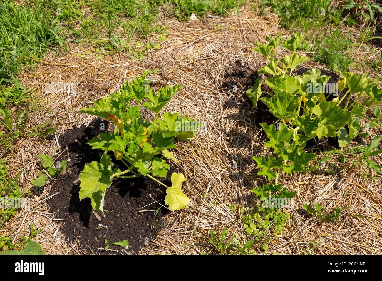 Le piante di zucca crescono nel giardino di una fattoria biologica della contea di DeKalb vicino Spencerville, Indiana, USA. Foto Stock