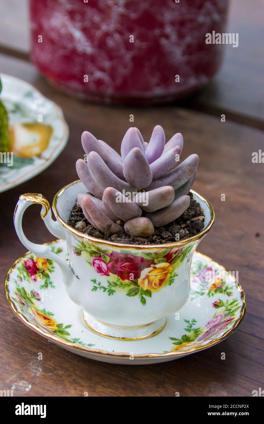 Ci sono un sacco di piante succulente sono nel piatto e la tazza da tè sul tavolo, che è esposto nella cupola di fiori del giardino presso la baia di Singapore. Foto Stock