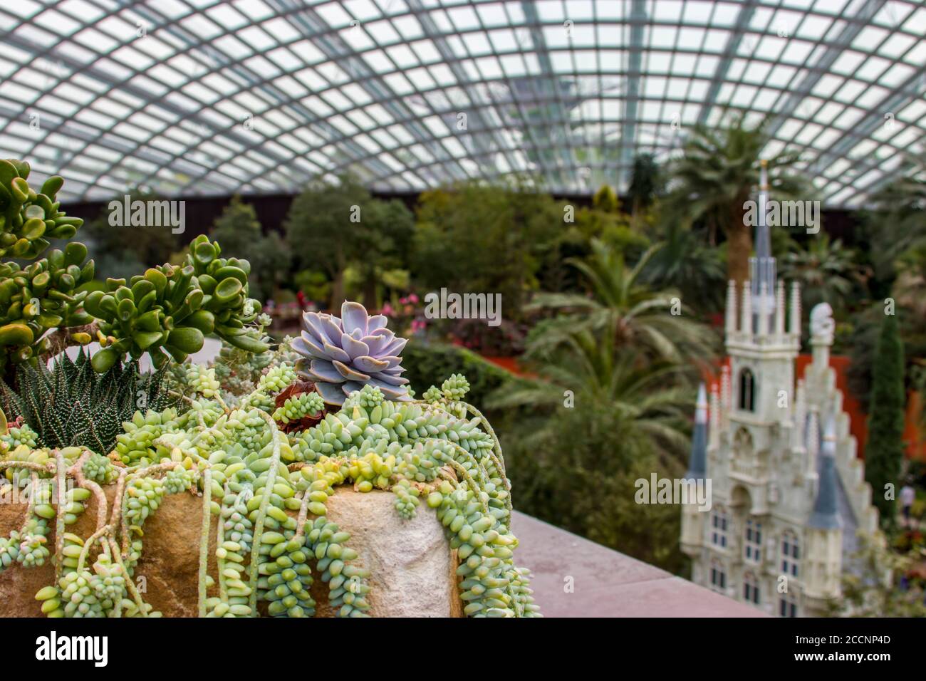 Ci sono un sacco di piante succulente, lo sfondo bokeh è castello e a tema europeo mostra floreale nella cupola di fiori del giardino presso la baia di Singapore Foto Stock