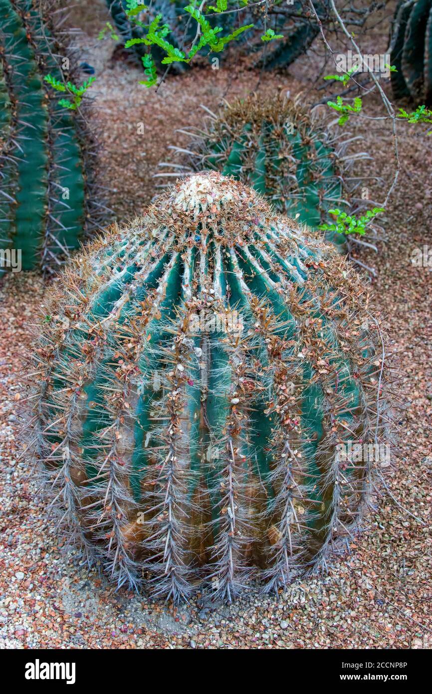 Fuoco Barrel Cactus (Ferrocactus Coloratus) è un Cactus molto attraente con le spine stupefacenti. Foto Stock