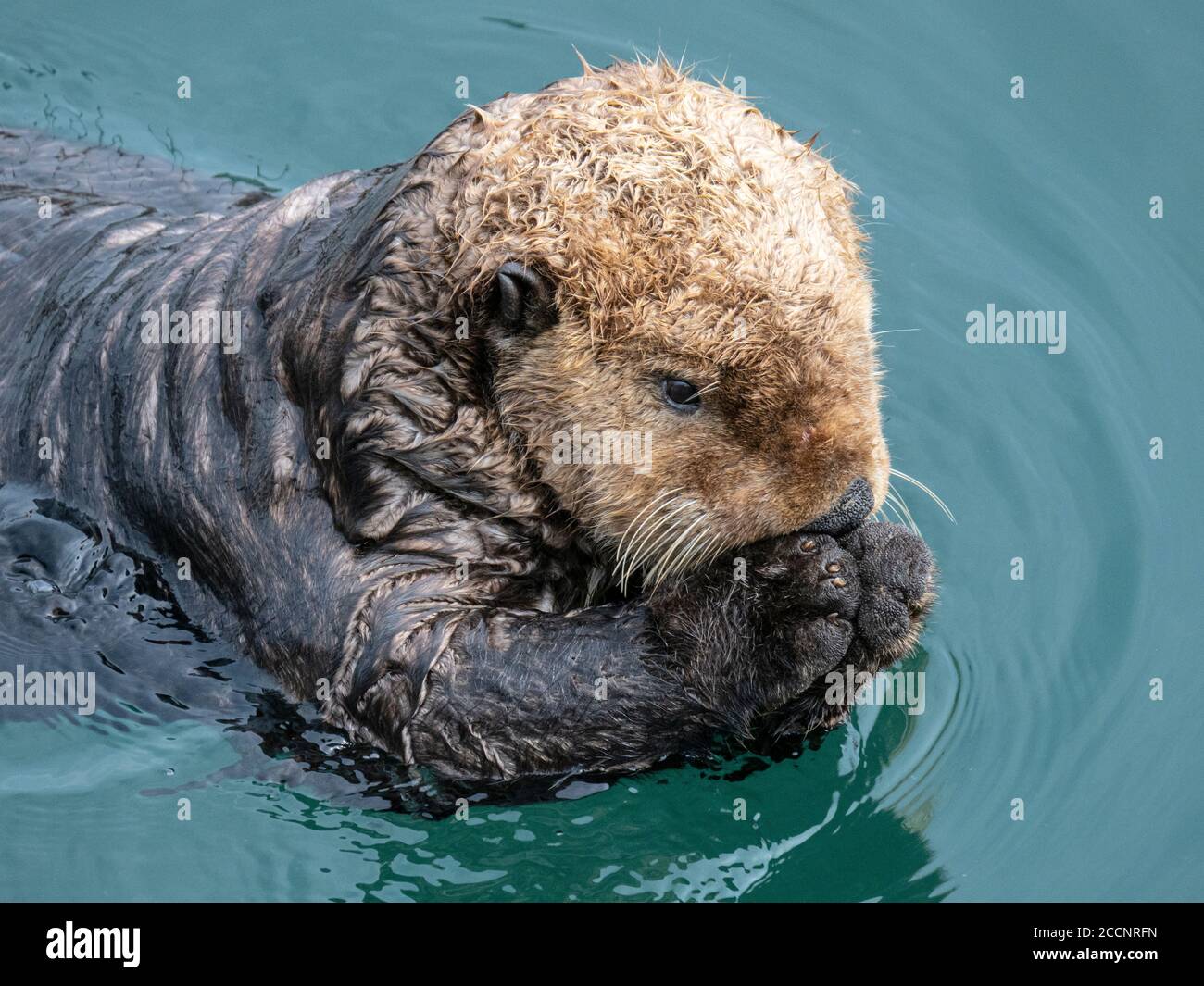 Una lontra di mare per adulti, Enhyra lutris, che riposa sulle sue spalle nel porto di Kodiak, Kodiak Island, Alaska. Foto Stock