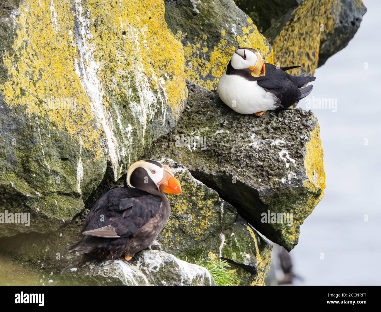 Puffin (Fratercla cirrhata) e un puffin cornuto (Fratercla corniculata) su una scogliera, l'isola di St. Paul, le isole Pribelof, Alaska. Foto Stock