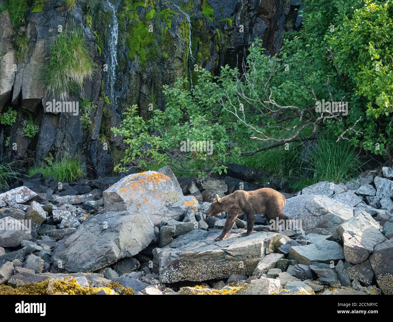 Un orso bruno adulto, Ursus arctos, nel porto geografico, Katmai National Park, Alaska, USA. Foto Stock