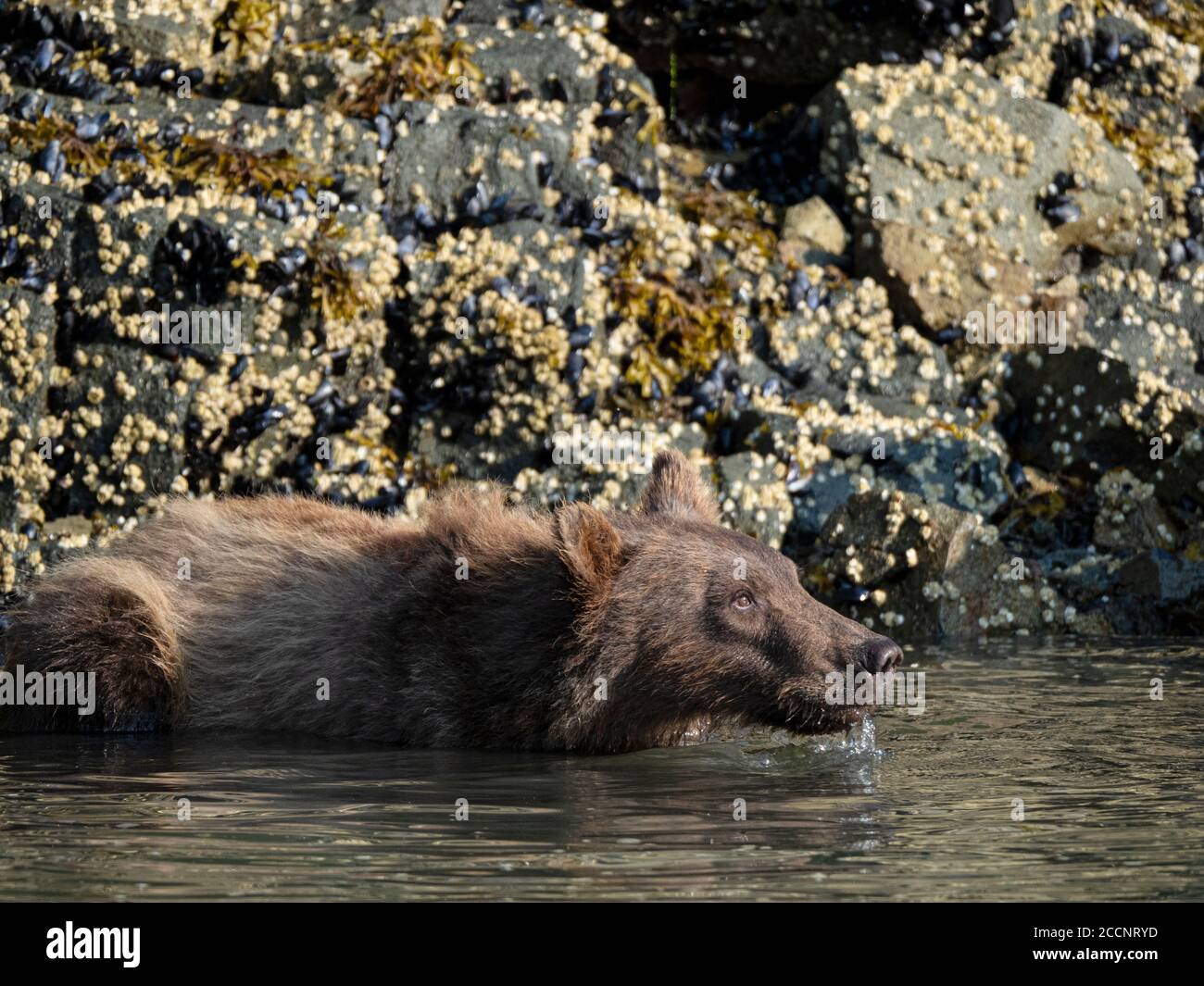 Un orso bruno adulto, Ursus arctos, nel porto geografico, Katmai National Park, Alaska, USA. Foto Stock