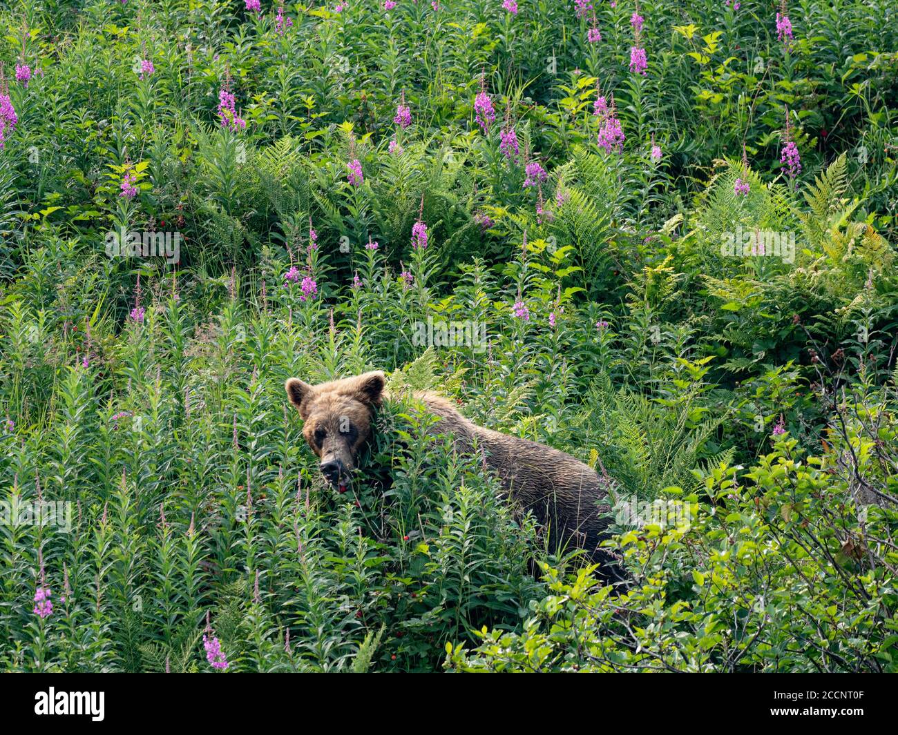 Un orso bruno adulto, Ursus arctos, nel porto geografico, Katmai National Park, Alaska, USA. Foto Stock