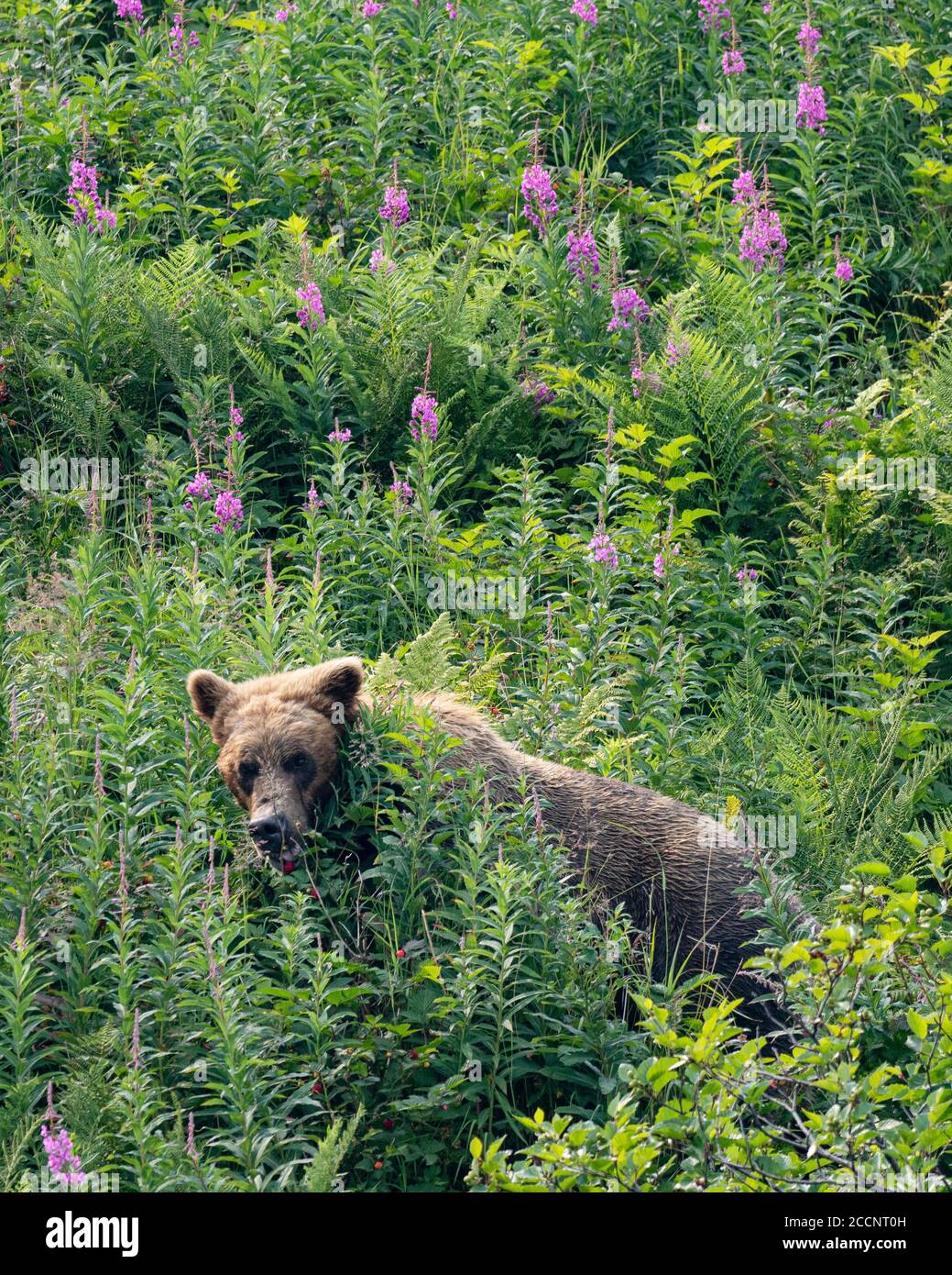Un orso bruno adulto, Ursus arctos, nel porto geografico, Katmai National Park, Alaska, USA. Foto Stock